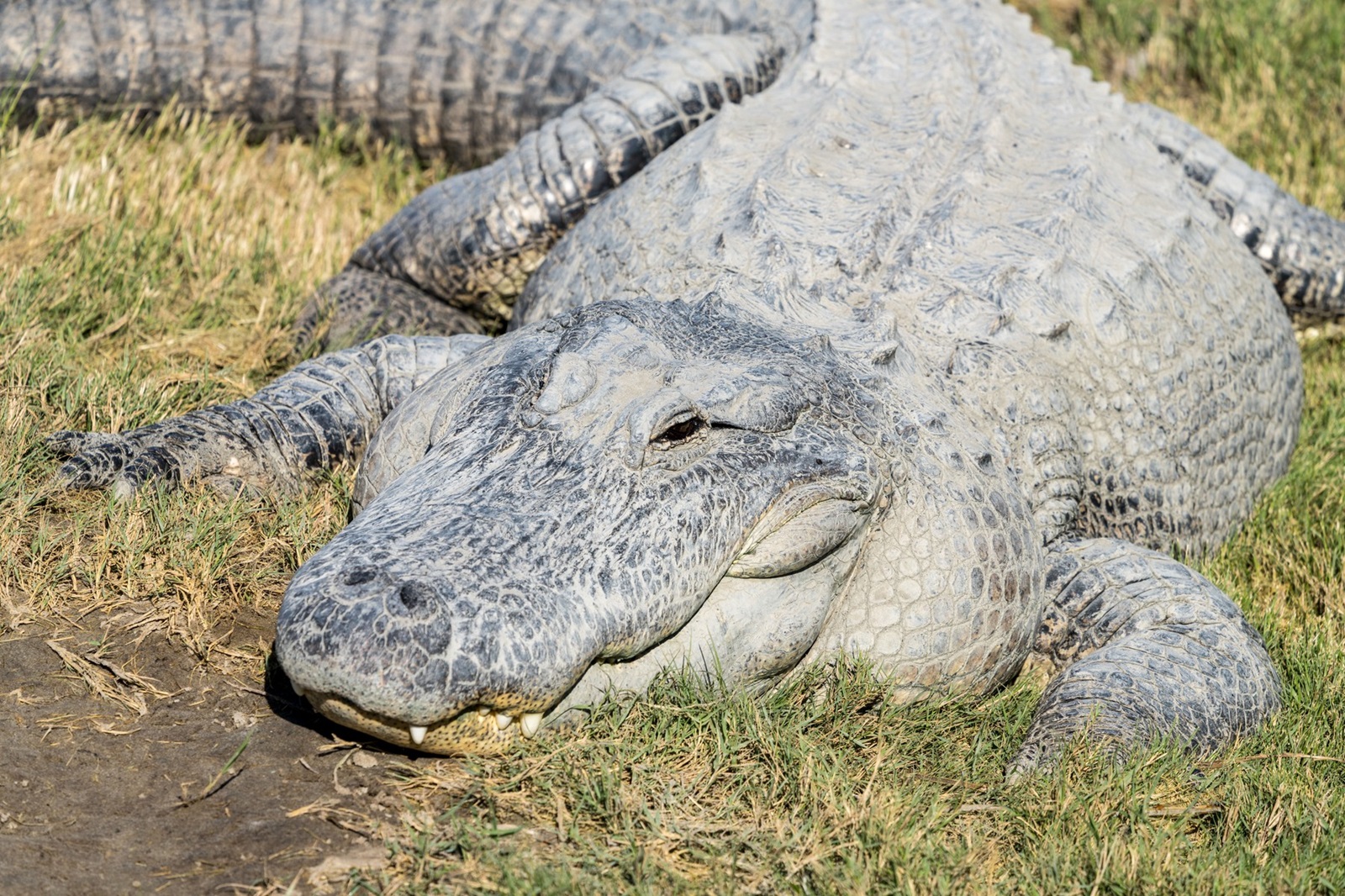 January 13, 2022, South Padre Island, Texas, United States: Big Padre, a large male alligator, basks in the sun at the South Padre Island Alligator Sanctuary in Texas.,Image: 664720372, License: Rights-managed, Restrictions: , Model Release: no, Credit line: Jon G. Fuller / Zuma Press / Profimedia