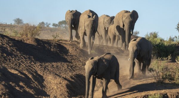 African elephant Loxodonta africana walking in line, Mashatu Game Reserve, Botswana, Africa Copyright: SergioxPitamitz 741-6478,Image: 839354290, License: Rights-managed, Restrictions: imago is entitled to issue a simple usage license at the time of provision. Personality and trademark rights as well as copyright laws regarding art-works shown must be observed. Commercial use at your own risk., Credit images as "Profimedia/ IMAGO", Model Release: no, Credit line: IMAGO / imago stock&people / Profimedia
