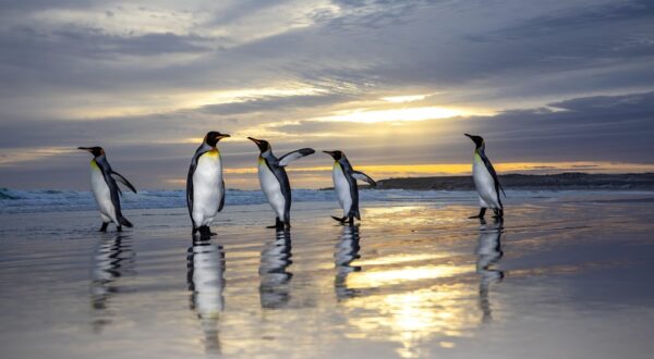 The penguins at sunset THE FALKLAND ISLANDS RARE IMAGES of king penguins taking a stroll on the beach and surfing at sunset have been captured in the Falklands and other British south Atlantic islands. 
Images show the king penguins waddling along at golden hour before hopping into the sea and riding the waves back to shore. 
The king penguin is the second largest species of penguin, smaller, but somewhat similar in appearance to the emperor penguin. 
There are two subspecies, A. p. patagonicus and A. p. halli; patagonicus is found in the South Atlantic and halli in the South Indian Ocean and at Macquarie Island.
These images were captured by photographer Brain Matthews (46) from Newcastle, England. 
Brain captured the penguins on his trip to the Falklands and South Georgia and the South Sandwich Islands on his Canon EOS Mark five. 
“There’s 500,000 penguins at one of the colonies,” said Brian.

“In some cases very close they’ll come right up to you.

“I was in the water with the ones in the water then just next to them in all the others.

“Waited for several hours for this moment. We landed on small inflated boats and then stayed for 3-4 hours.

“I felt very lucky to have thousands of penguins around me, happy to share the water with me. It was very cool. 
“Though the fur seals and odd elephant seal in the water near me, could be a shock!
“Seeing these birds swim around me, so fast and with great ease was incredible.
“Being in the water with these birds, I was in a drysuit, very few people have done this and got images like these, I was very lucky to be able to do this with thousands of penguins.”
ENDS,Image: 859973811, License: Rights-managed, Restrictions: , Model Release: no, Credit line: mediadrumimages/Brian Matthews / Media Drum World / Profimedia