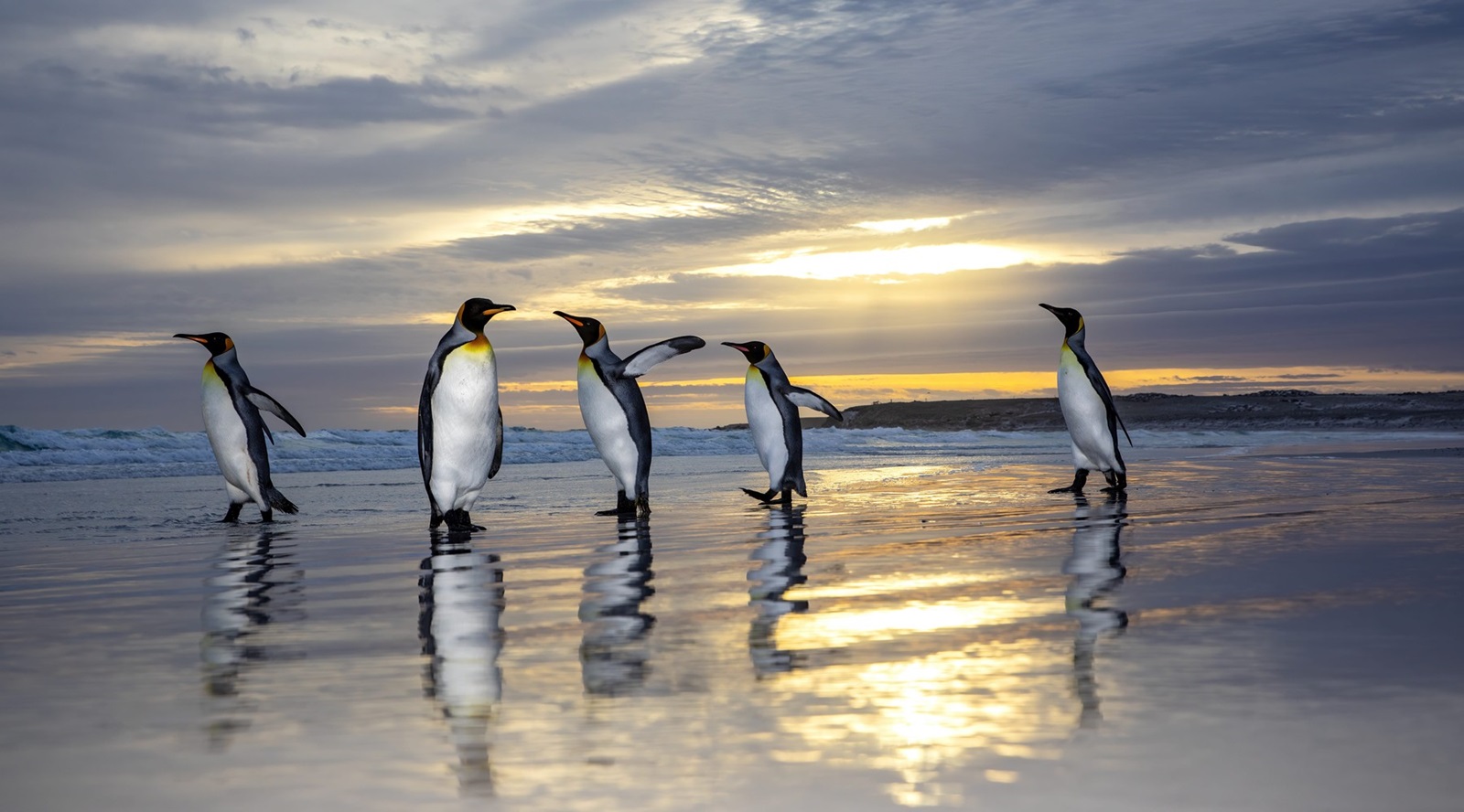 The penguins at sunset THE FALKLAND ISLANDS RARE IMAGES of king penguins taking a stroll on the beach and surfing at sunset have been captured in the Falklands and other British south Atlantic islands. 
Images show the king penguins waddling along at golden hour before hopping into the sea and riding the waves back to shore. 
The king penguin is the second largest species of penguin, smaller, but somewhat similar in appearance to the emperor penguin. 
There are two subspecies, A. p. patagonicus and A. p. halli; patagonicus is found in the South Atlantic and halli in the South Indian Ocean and at Macquarie Island.
These images were captured by photographer Brain Matthews (46) from Newcastle, England. 
Brain captured the penguins on his trip to the Falklands and South Georgia and the South Sandwich Islands on his Canon EOS Mark five. 
“There’s 500,000 penguins at one of the colonies,” said Brian.

“In some cases very close they’ll come right up to you.

“I was in the water with the ones in the water then just next to them in all the others.

“Waited for several hours for this moment. We landed on small inflated boats and then stayed for 3-4 hours.

“I felt very lucky to have thousands of penguins around me, happy to share the water with me. It was very cool. 
“Though the fur seals and odd elephant seal in the water near me, could be a shock!
“Seeing these birds swim around me, so fast and with great ease was incredible.
“Being in the water with these birds, I was in a drysuit, very few people have done this and got images like these, I was very lucky to be able to do this with thousands of penguins.”
ENDS,Image: 859973811, License: Rights-managed, Restrictions: , Model Release: no, Credit line: mediadrumimages/Brian Matthews / Media Drum World / Profimedia