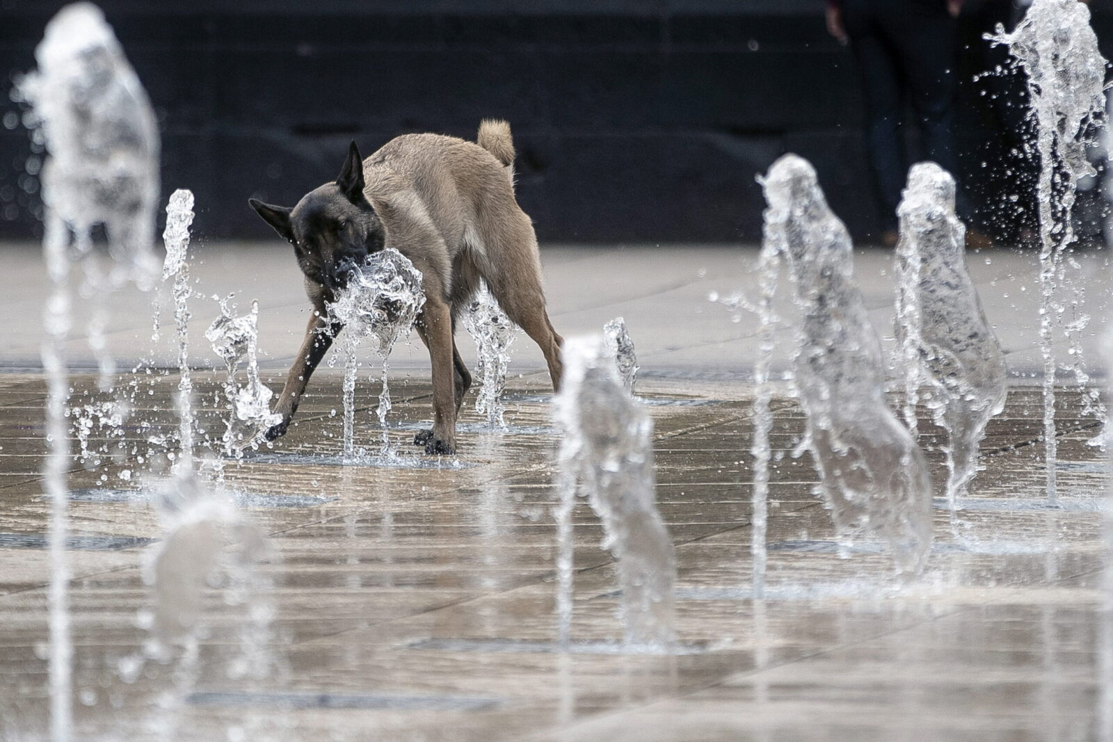 epa11287642 A dog drinks water from a fountain on the esplanade of the Revolution Monument in Mexico City, Mexico, 18 April 2024. Authorities from the Institute of Atmospheric Sciences and Climate Change of the National Autonomous University of Mexico (UNAM) emphasized that the elderly and children are the population groups most vulnerable to rising temperatures, calling on people to take the necessary measures to prevent heat stroke.  EPA/Isaac Esquivel