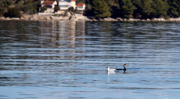 20.02.2024., Kali - Gnjurac i galeb se “bore” za ribu Photo: Sime Zelic/PIXSELL