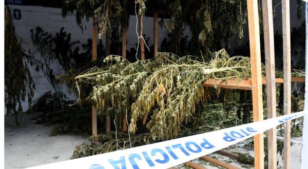 12.10.2021., Bjelovar - Zapljena znacajnije kolicine marihuane. Prikaz i objava rezultata pojacanih aktivnosti Policijske uprave bjelovarsko-bilogorske u cilju suzbijanja kriminaliteta droga. 
  Photo: Damir Spehar/PIXSELL