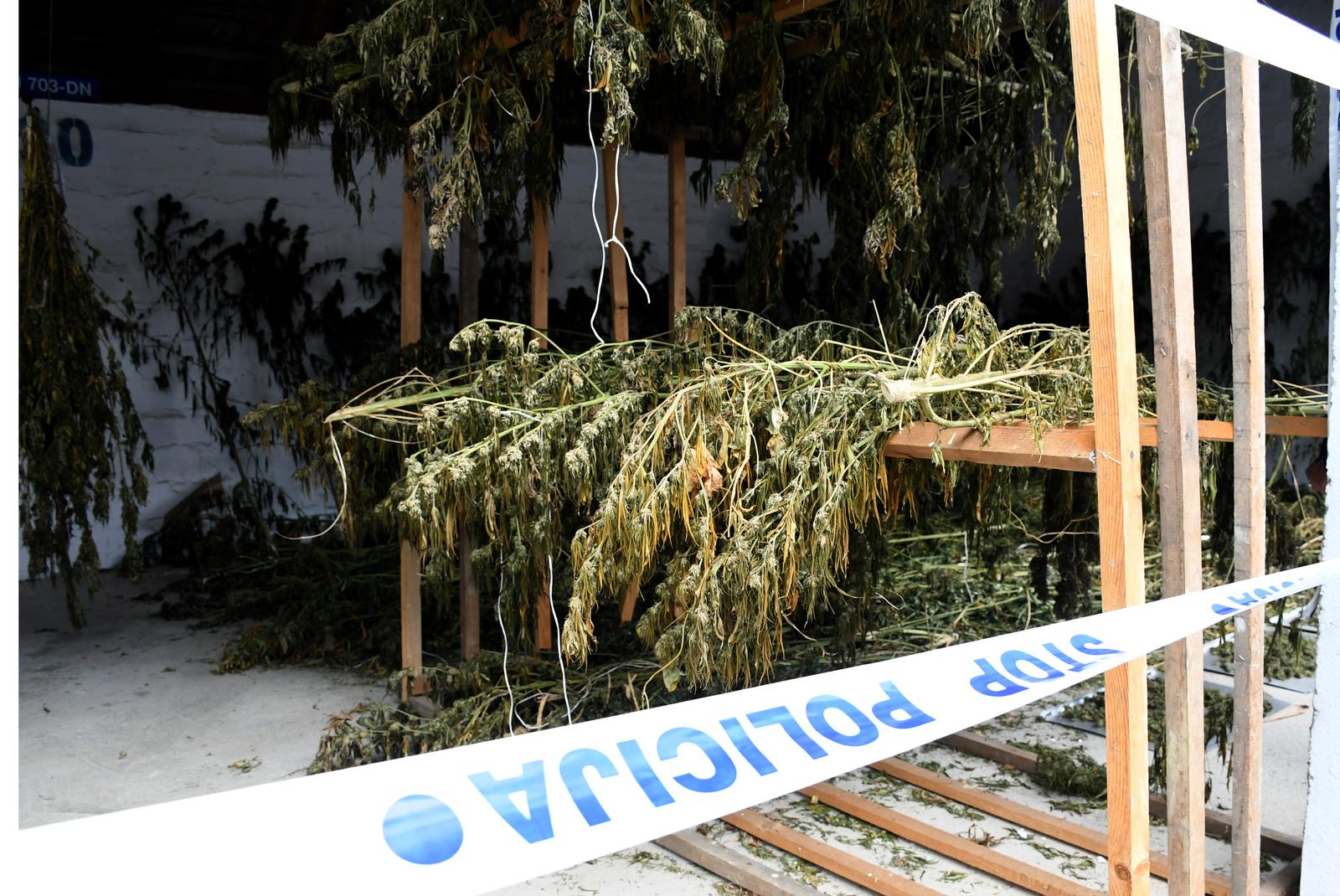 12.10.2021., Bjelovar - Zapljena znacajnije kolicine marihuane. Prikaz i objava rezultata pojacanih aktivnosti Policijske uprave bjelovarsko-bilogorske u cilju suzbijanja kriminaliteta droga. 
  Photo: Damir Spehar/PIXSELL