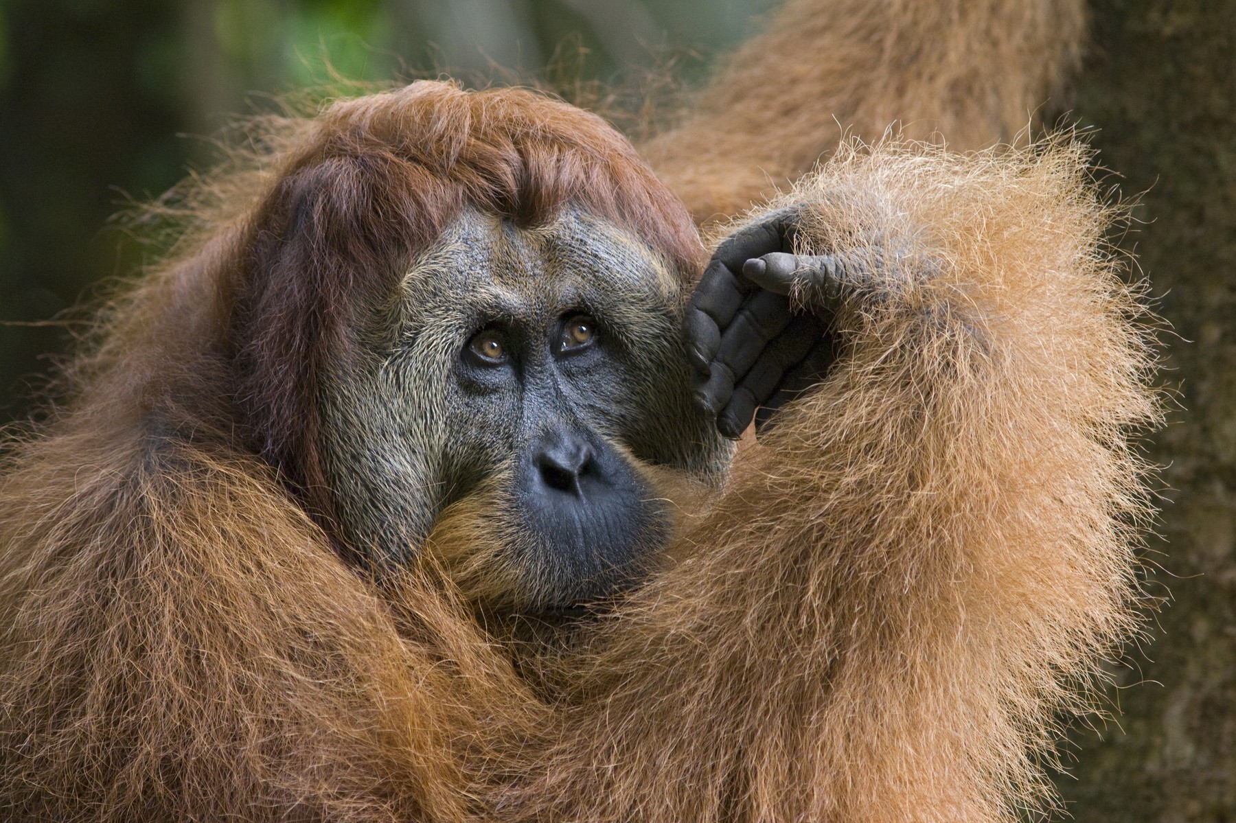 Sumatran Orangutan (Pongo abelii) dominant male, Gunung Leuser National Park, north Sumatra, Indonesia,Image: 191292869, License: Rights-managed, Restrictions: Approval needed if image comprises more than 25% of the photographic content of a book or 100% of a retail calendar., Model Release: no, Credit line: Suzi Eszterhas / Minden Pictures / Profimedia