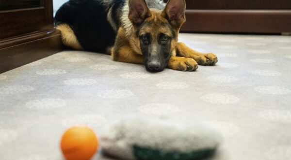 January 20, 2022, Washington, DC, United States of America: Commander, the pet dog of U.S President Joe Biden with his favorite toys as he waits at the Outer Oval Office of the White House, January 20, 2022 in Washington, D.C.,Image: 682421663, License: Rights-managed, Restrictions: ***
HANDOUT image or SOCIAL MEDIA IMAGE or FILMSTILL for EDITORIAL USE ONLY! * Please note: Fees charged by Profimedia are for the Profimedia's services only, and do not, nor are they intended to, convey to the user any ownership of Copyright or License in the material. Profimedia does not claim any ownership including but not limited to Copyright or License in the attached material. By publishing this material you (the user) expressly agree to indemnify and to hold Profimedia and its directors, shareholders and employees harmless from any loss, claims, damages, demands, expenses (including legal fees), or any causes of action or allegation against Profimedia arising out of or connected in any way with publication of the material. Profimedia does not claim any copyright or license in the attached materials. Any downloading fees charged by Profimedia are for Profimedia's services only. * Handling Fee Only 
***, Model Release: no, Credit line: Adam Schultz/White House / Zuma Press / Profimedia