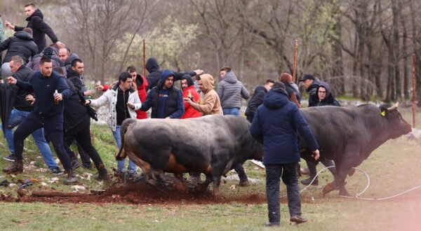 16.04.2023., Dicmo - Odrzana 20. tradicionalna korida Dicmo. Na koridi su sudjelovali bikovi iz cijele Hrvatske, a najvise ih je bilo iz Dalmatinske zagore.
Brile i Cekic Photo: Miroslav Lelas/PIXSELL