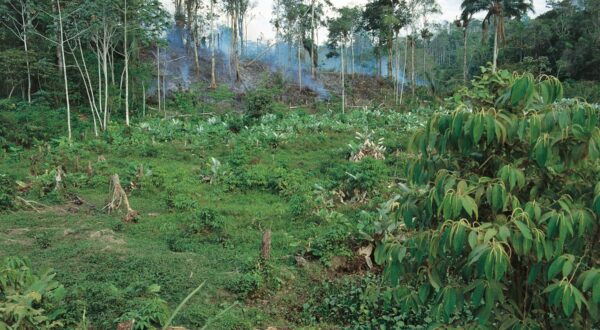 Deforestacija Amazone
