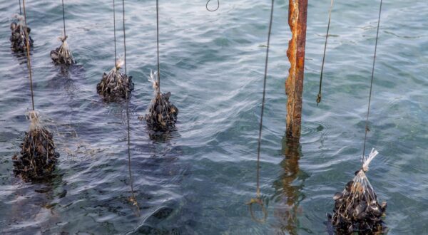 10.03.2018., Malostonski zaljev, poluotok Peljesac - Uzgajanje skoljaka u Malostonskom zaljevu.  "nPhoto: Grgo Jelavic/PIXSELL
