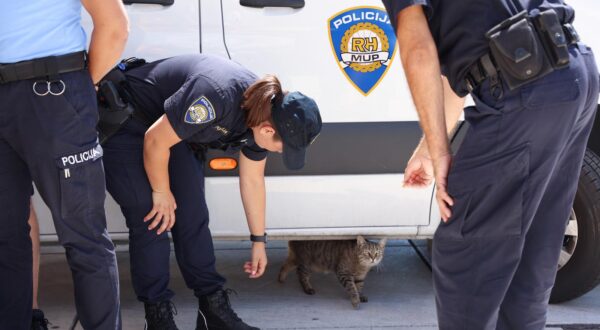 03. 07.2024., Split- Medjunarodna policijska suradnja u okviru projekta Sigurna turisticka destinacija.  Poljski , Ceski, Talijanski, Francuski policajci na raspolaganju su svoim sugradjanima koji su na ljetovanju u Hrvatskoj. Policijska macka, maca je pitoma i svaki dan dodje na rivu u posjet policijskom mobilnom centru Photo: Ivana Ivanovic/PIXSELL