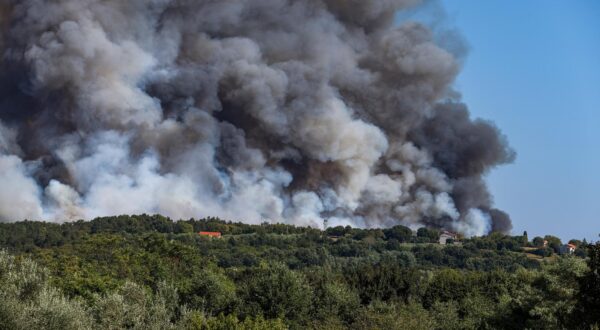 12.08.2024., Barban - 
U velikom pozaru koji je danas oko 15:20 izbio u Punteri, na podrucju Barbana, do sada je izgorjelo 50-ak hektara bjelogoricne i borove sume, maslina i niskog raslinja, potvrdio je vatrogasni zapovjednik Istarske županije Dino Kozlevac. Na terenu je 35 vatrogasaca s dvanaest vozila, a u gasenju pozara pomazu i dva kanadera. Photo: Srecko Niketic/PIXSELL