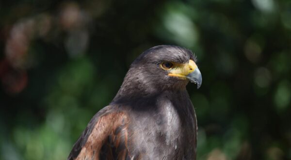 06.04.2018., Dubrava kod Sibenika - Harisov jastreb (Harris Hawk) u Sokolarskom centru. "n"nPhoto: Hrvoje Jelavic/PIXSELL