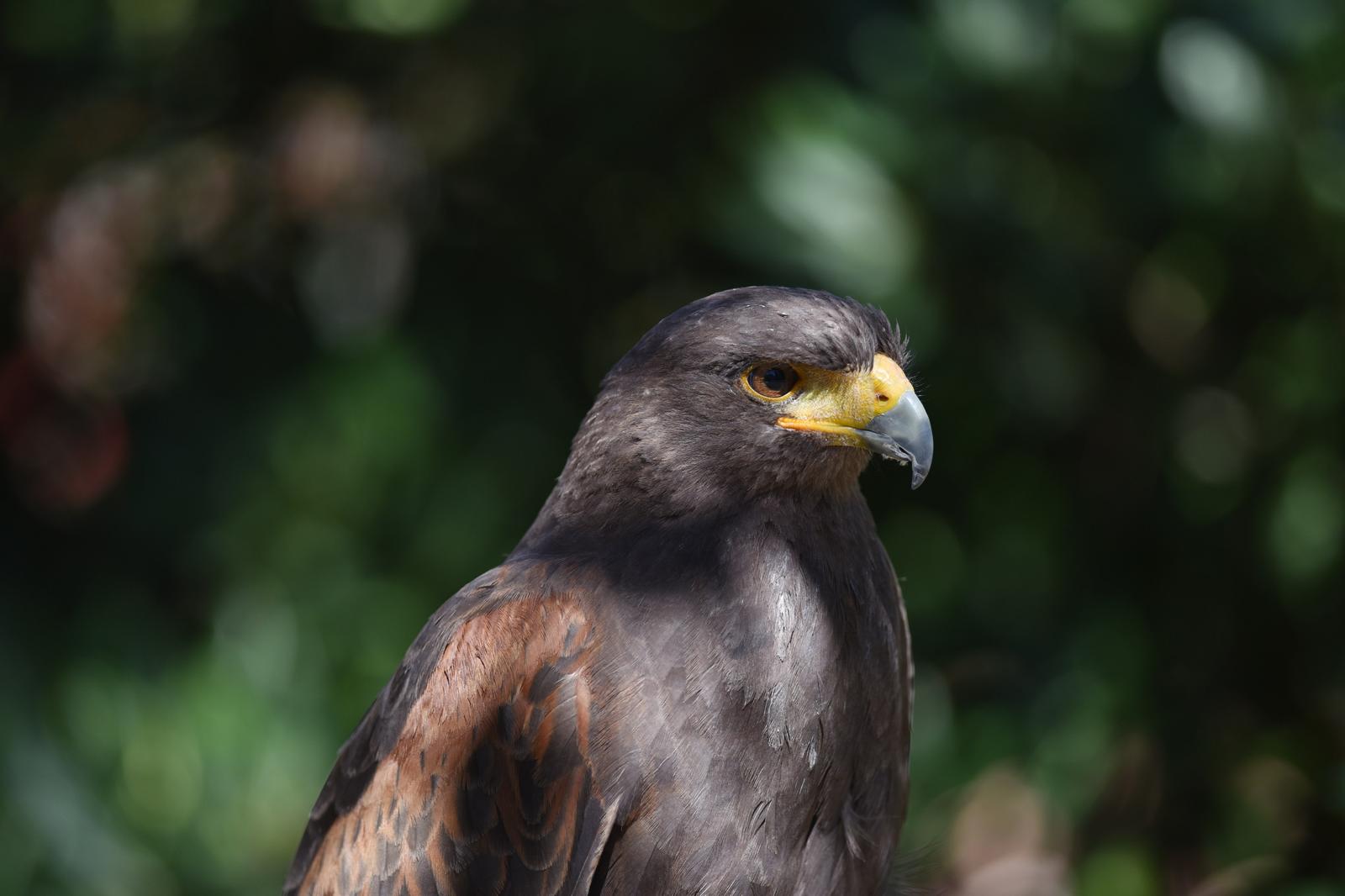 06.04.2018., Dubrava kod Sibenika - Harisov jastreb (Harris Hawk) u Sokolarskom centru. "n"nPhoto: Hrvoje Jelavic/PIXSELL