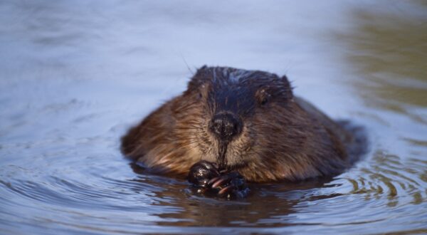 European Beaver (Castor fiber) feeding on willow, captive, Holland, October,Image: 352716007, License: Rights-managed, Restrictions: , Model Release: no, Credit line: Laurie Campbell / Nature Picture Library / Profimedia