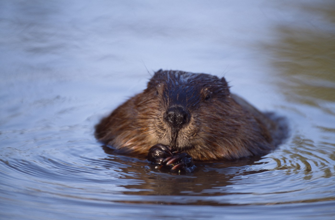 European Beaver (Castor fiber) feeding on willow, captive, Holland, October,Image: 352716007, License: Rights-managed, Restrictions: , Model Release: no, Credit line: Laurie Campbell / Nature Picture Library / Profimedia
