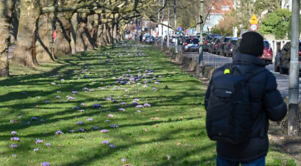 epa11939406 A view of flowering crocuses in Jasne Blonie Square in Szczecin, northwestern Poland, 04 March 2025. High temperatures and sunny weather caused many plants to bloom prematurely. Temperatures in Szczecin were reported at plus 9 degrees Celsius.  EPA/Marcin Bielecki POLAND OUT