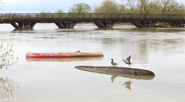 30.03.2025., Karlovac  -  Nakon obilnih kisa podigao se vodostaj rijeke Korane u Karlovcu. Photo: Kristina Stedul Fabac/PIXSELL