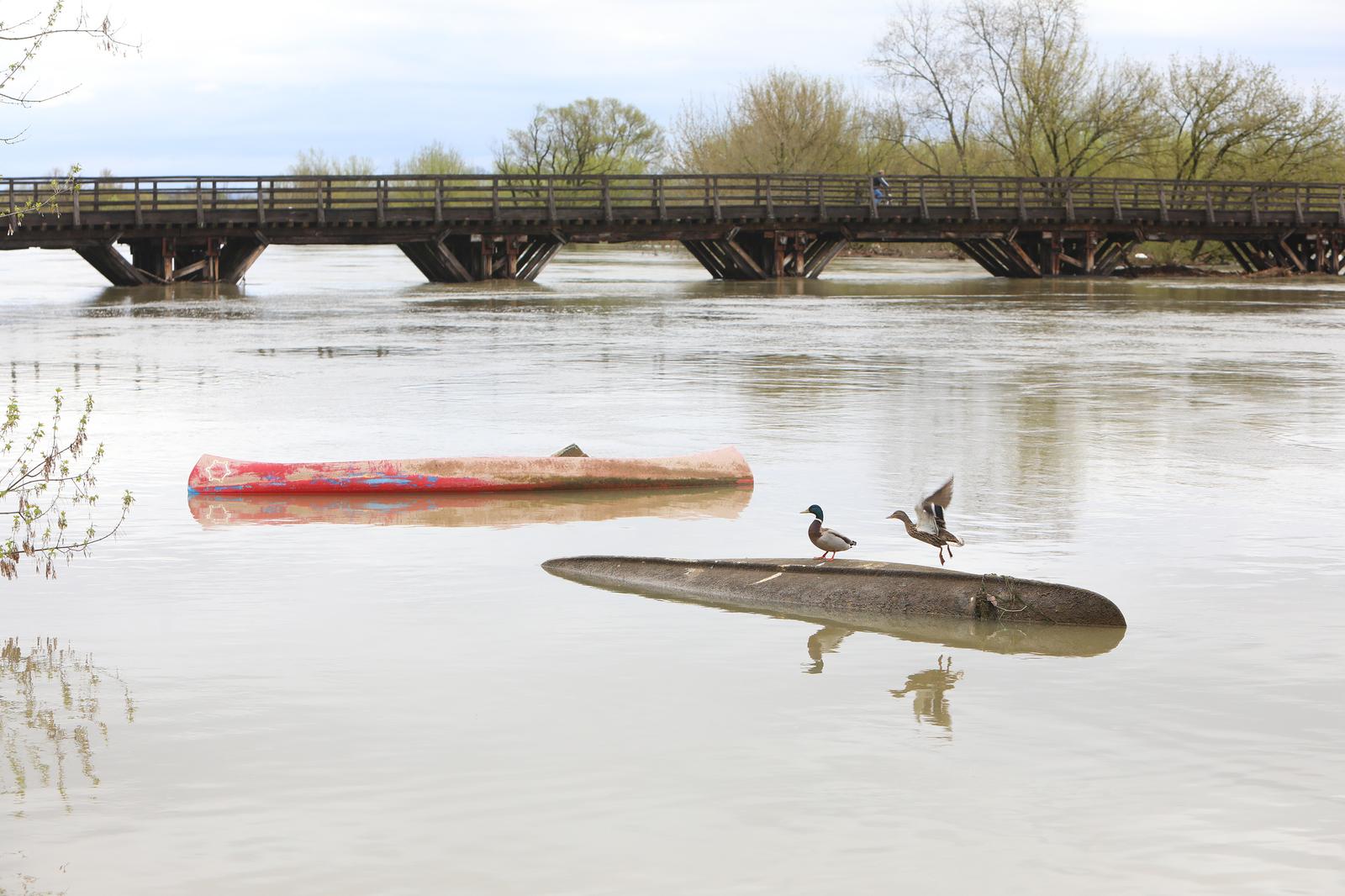 30.03.2025., Karlovac  -  Nakon obilnih kisa podigao se vodostaj rijeke Korane u Karlovcu. Photo: Kristina Stedul Fabac/PIXSELL