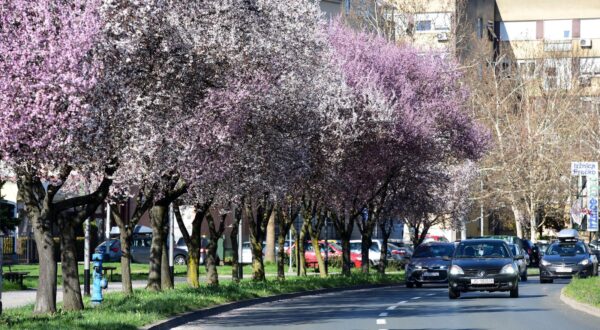 18.03.2025., Zagreb - Crvenolisne sljive u Ulici Ivana Matetica Ronjgova. Photo: Robert Belosevic/PIXSELL