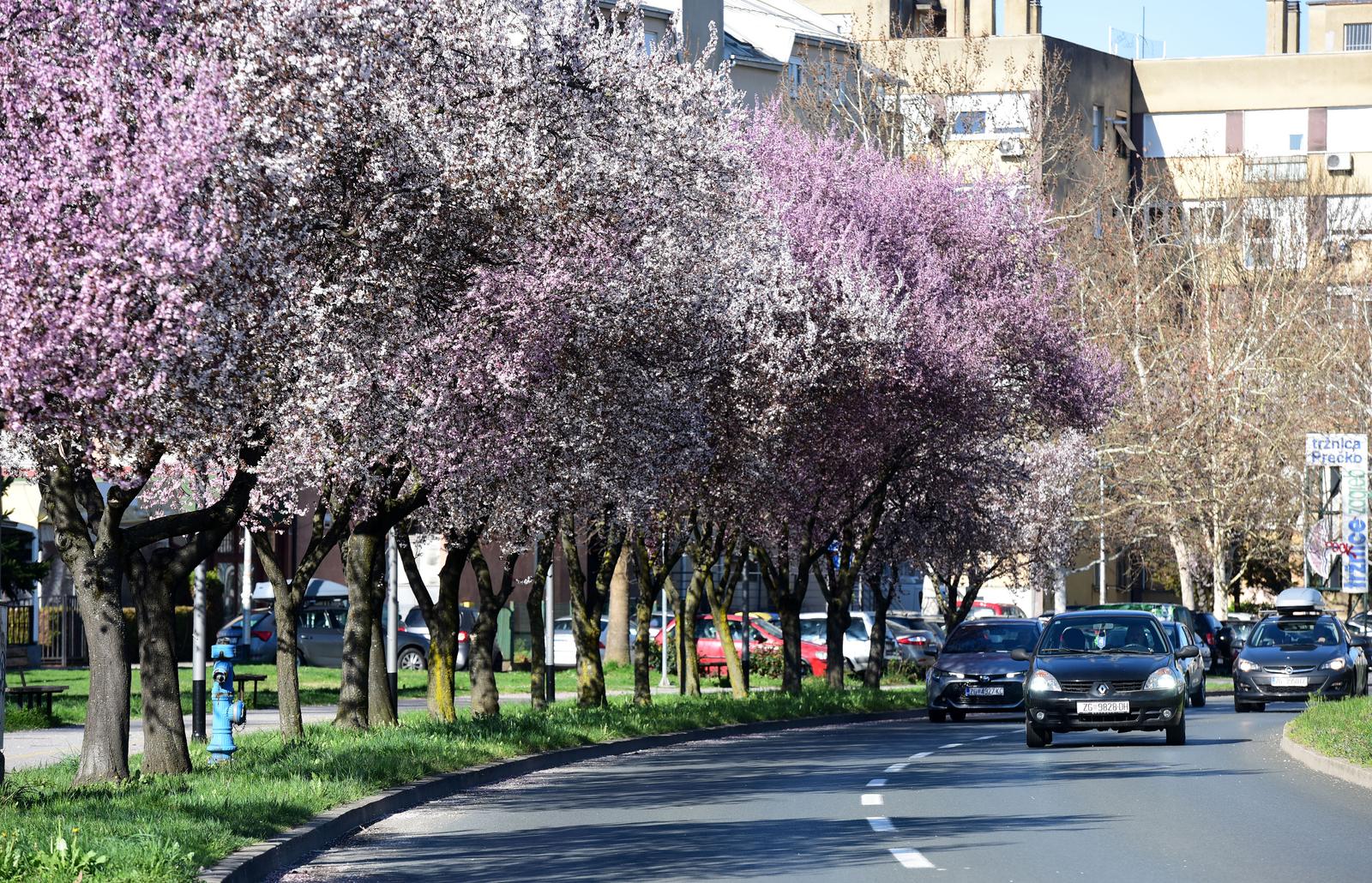 18.03.2025., Zagreb - Crvenolisne sljive u Ulici Ivana Matetica Ronjgova. Photo: Robert Belosevic/PIXSELL