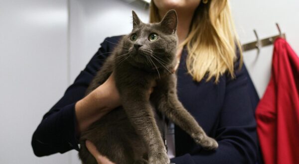 Sophie, a stray cat is held by a journalist in the workspace of the White House Press Briefing Room at the White House, Washington, DC, USA, 18 April 2025. The cat was spotted on the grounds of the White House and was looked after whilst the owner was contacted. EPA-EFE/WILL OLIVER/POOL Photo: Pool/ABACA/ABACA