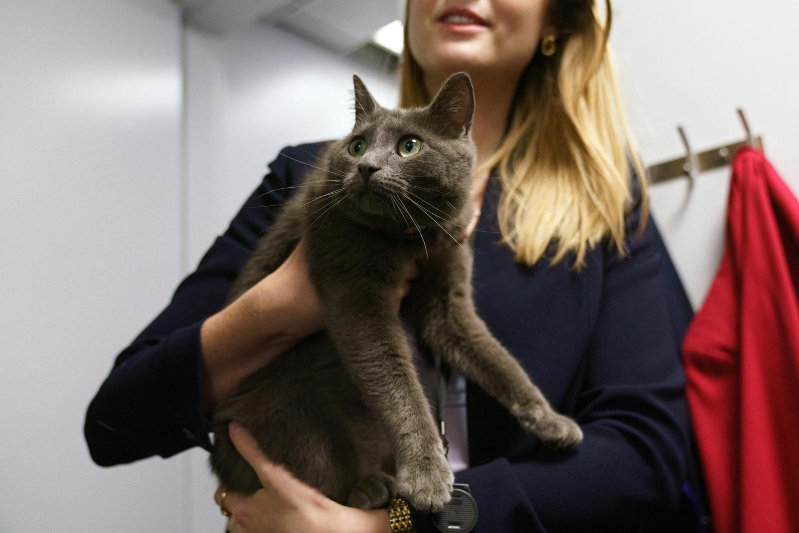 Sophie, a stray cat is held by a journalist in the workspace of the White House Press Briefing Room at the White House, Washington, DC, USA, 18 April 2025. The cat was spotted on the grounds of the White House and was looked after whilst the owner was contacted. EPA-EFE/WILL OLIVER/POOL Photo: Pool/ABACA/ABACA