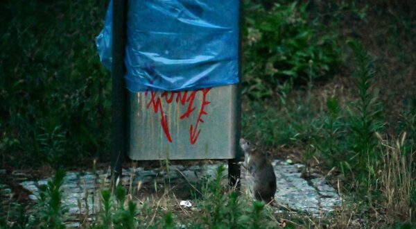 SYMBOL - 03 July 2024, Berlin: A rat searches for food next to a garbage can. Photo: Maximilian von Klenze/dpa Photo: Maximilian von Klenze/DPA