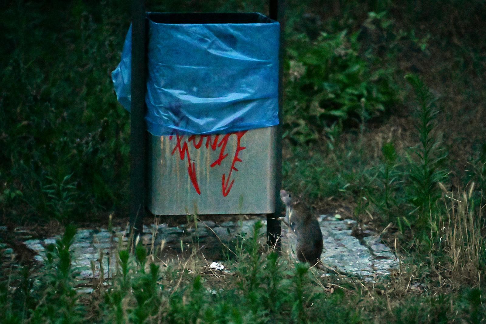 SYMBOL - 03 July 2024, Berlin: A rat searches for food next to a garbage can. Photo: Maximilian von Klenze/dpa Photo: Maximilian von Klenze/DPA