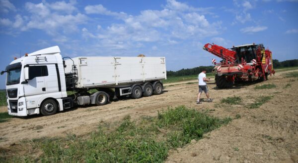 20.07.2023., Garesnica  -  Na OPG-u Agro Puskaric iz Kaniske Ive na proizvodnim povrsinama od 300-ak hektara, pocelo je strojno vadjenje krumpira i to na najsuvremeniji nacin u Hrvatskoj. Nakon lanjske katastrofalne godine po prinosima, ova naslucuje na bolji urod, ali proizvodjaci kazu, mnogo manji od rekordnih godina.  Photo: Damir Spehar/PIXSELL