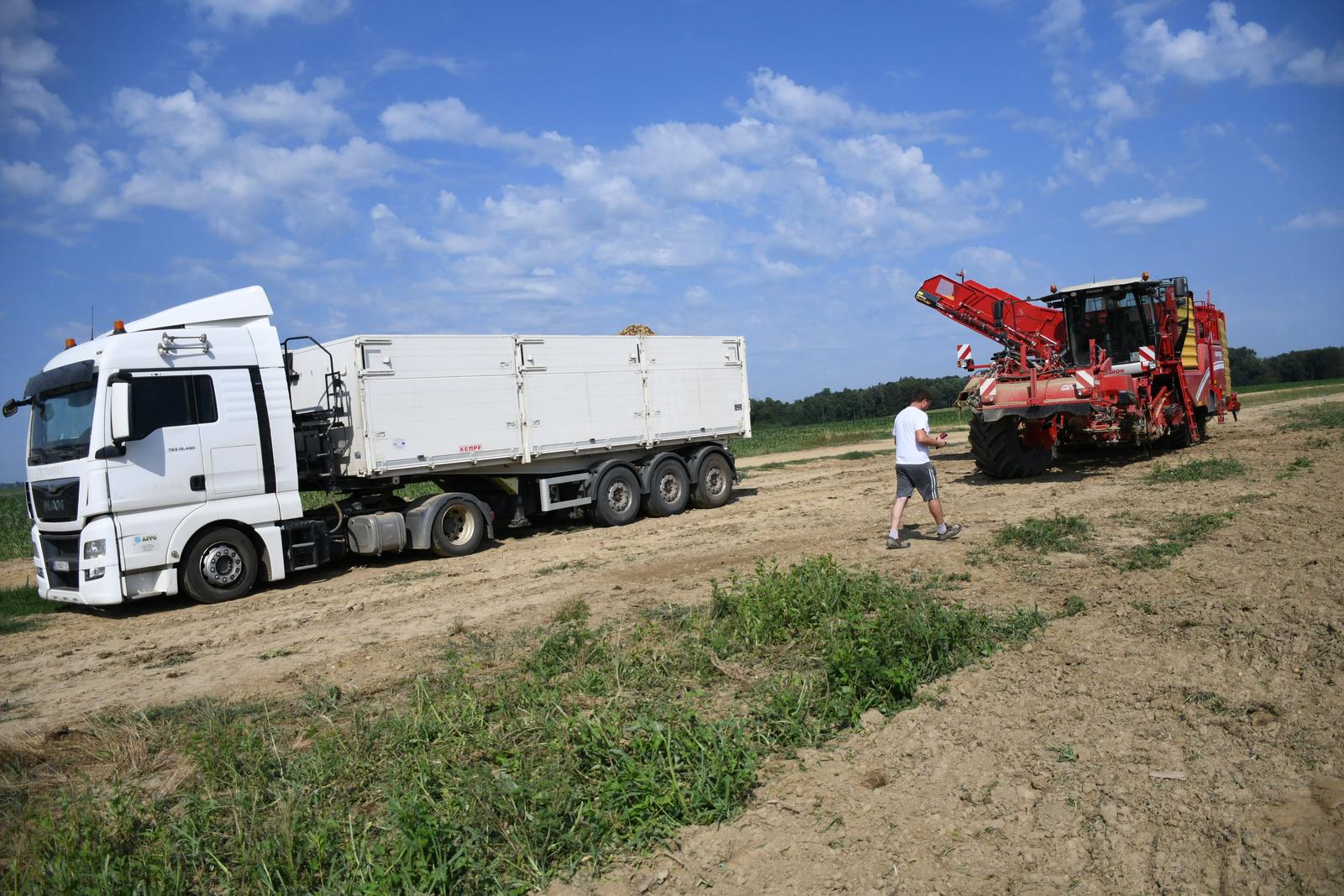 20.07.2023., Garesnica  -  Na OPG-u Agro Puskaric iz Kaniske Ive na proizvodnim povrsinama od 300-ak hektara, pocelo je strojno vadjenje krumpira i to na najsuvremeniji nacin u Hrvatskoj. Nakon lanjske katastrofalne godine po prinosima, ova naslucuje na bolji urod, ali proizvodjaci kazu, mnogo manji od rekordnih godina.  Photo: Damir Spehar/PIXSELL