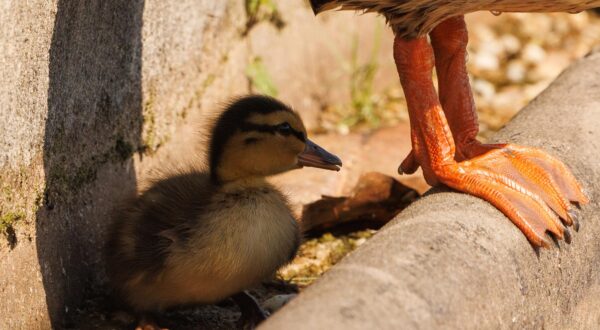 A baby duckling cools off in the shade of their mother in the Capitol Reflecting Pool on the National Mall in Washington DC, on Tuesday, June 24, 2025. An excessive heat warning is in place for DC, with humidity expected to bring the heat index up to 110° Fahrenheit. (Photo by Aaron Schwartz/Sipa USA) Photo: Sipa USA/SIPA USA