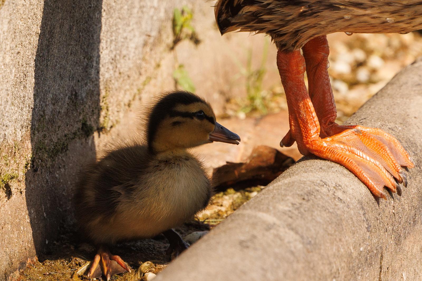 A baby duckling cools off in the shade of their mother in the Capitol Reflecting Pool on the National Mall in Washington DC, on Tuesday, June 24, 2025. An excessive heat warning is in place for DC, with humidity expected to bring the heat index up to 110° Fahrenheit. (Photo by Aaron Schwartz/Sipa USA) Photo: Sipa USA/SIPA USA
