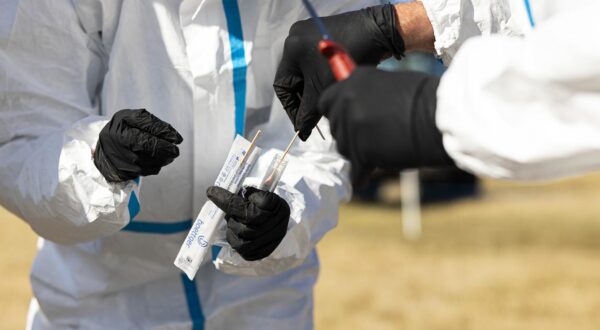 14 September 2024, Lower Saxony, Eschede: A swab is placed in a test tube with a tissue sample taken from an uninfected wild boar carcass for training purposes during a station exercise on the recovery of wild boar carcasses. As part of an exercise with a total of 60 participants on the premises of the wildlife disease prevention company "AN Vorsorge", dead wild boar are searched for and recovered from the premises. The realistic simulation is intended to train mechanisms for effective containment of the highly contagious African swine fever (ASF). Photo: Michael Matthey/dpa Photo: Michael Matthey/DPA
