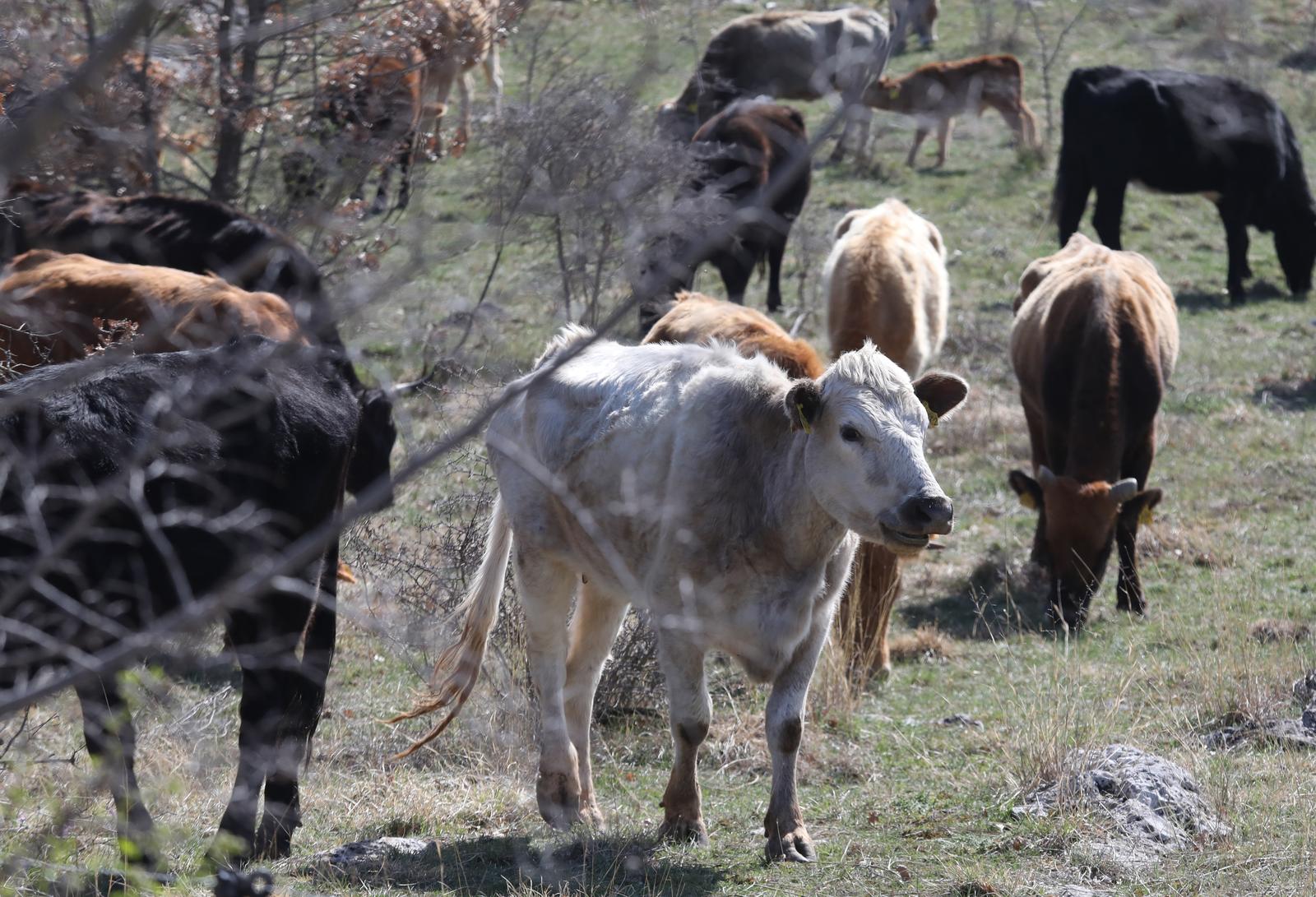 26.03.2023., Sibenik - Krave i goveda na slobodnoj ispasi na livadi u sibenskom zaledju. Photo: Dusko Jaramaz/PIXSELL