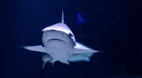 28.03.2025., Pula - Morski pas u Pulskom aquarium.  Photo: Srecko Niketic/PIXSELL