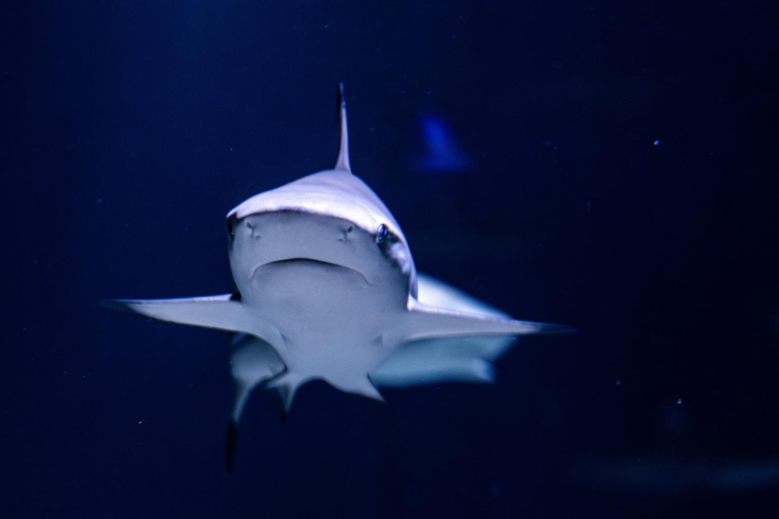 28.03.2025., Pula - Morski pas u Pulskom aquarium.  Photo: Srecko Niketic/PIXSELL