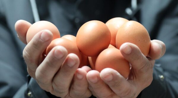 04.04.2023.,Pakovo selo - U sibenskom zaledju,u Pakovu selu,na farmi nesilica Kolariste,ouci najveceg krscanskog blagdana Uskrsa,povecana je potraznja kokosjih konzumnih jaja.Obitelj Petrovic,najveci proizvodjaci jaja u Sibensko-kninskoj zupaniji vec dvadesetak godina zadovoljava jajima potrebe sibenika i okolice.
  Photo: Dusko Jaramaz/PIXSELL