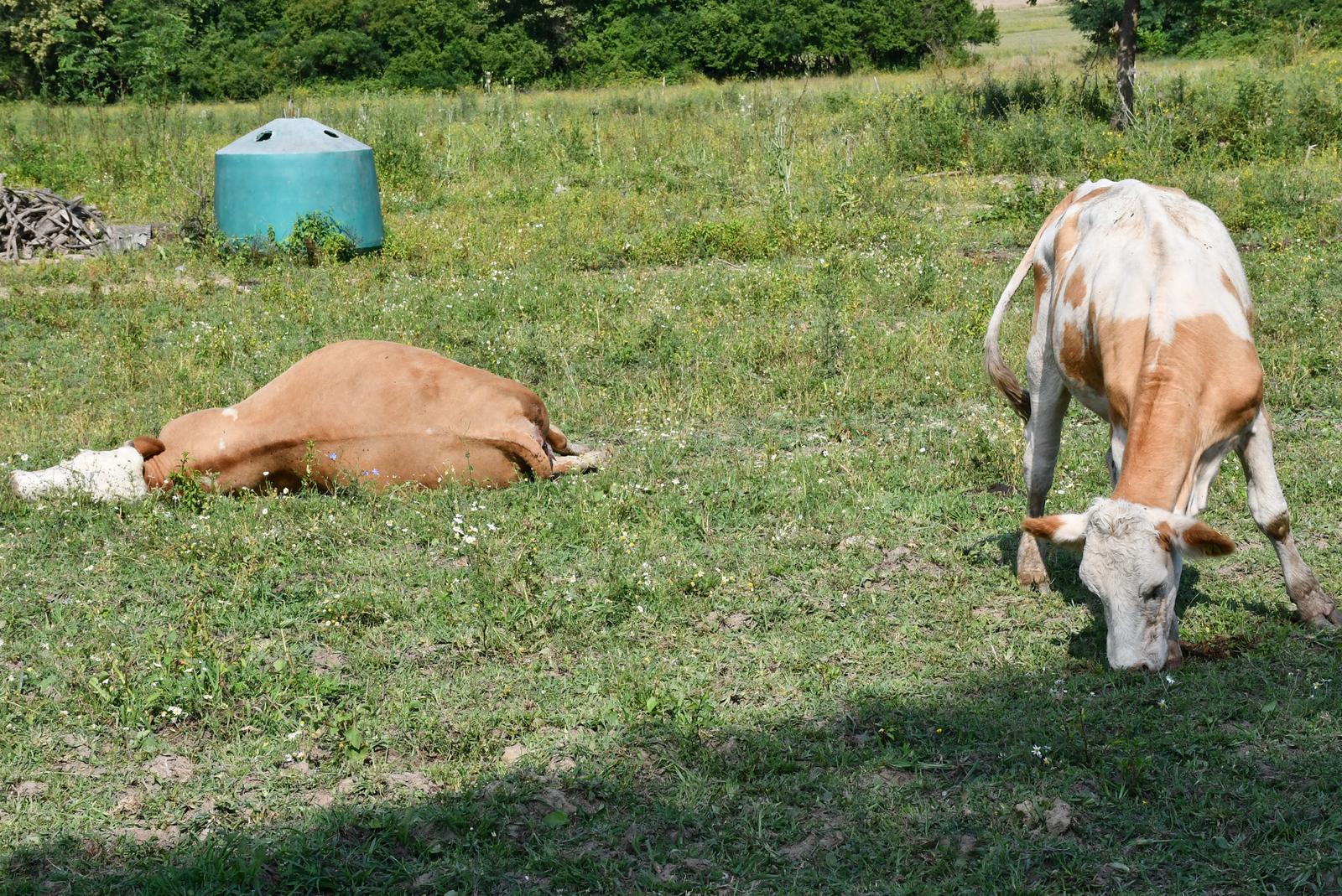 16.07.2022., Osekovo - Prema nesluzbenim podacima do sada je od bedrenice uginulo vise od stotinu krava koje se nakon izbijanja bolesti nalaze na slobodnoj ispasi na pasnjacima Lonjskog polja. Photo: Nikola Cutuk/PIXSELL
