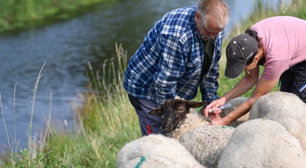 Blauzungenkranheit in Niedersachsen Die Tierärztin Dr. Christiane de Boer behandelt am 20.08.2024 zusammen mit dem Schäfer Jan Wilhelm Röpkes mit der Blauzungenkenkeit befallende Schafe. Aurich Niedersachsen Deutschland *** Bluetongue disease in Lower Saxony The veterinarian Dr. Christiane de Boer treats sheep infected with bluetongue on 20 08 2024 together with the shepherd Jan Wilhelm Röpkes Aurich Lower Saxony Germany Copyright: xdiebildwerftx Photo: IMAGO/diebildwerft/IMAGOSTOCK&PEOPLE
