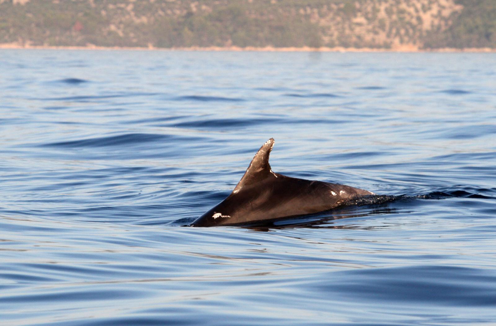29.08.2015. Cres - Jato dupina na moru pred Cresom privlaci paznju nauticara. rPhoto: Goran Kovacic/PIXSELL