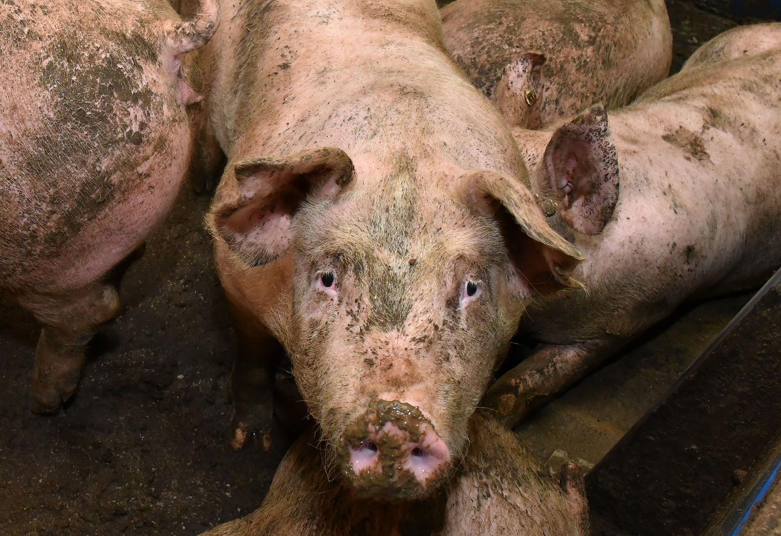 12.02.2020., Donja Vrba - Zbog velike nestasice prasadi na trzistu svinjogojci su zabrinuti za opstanak proizvodnje, vlastitih farmi i OPG-ova."nPhoto: Ivica Galovic/PIXSELL