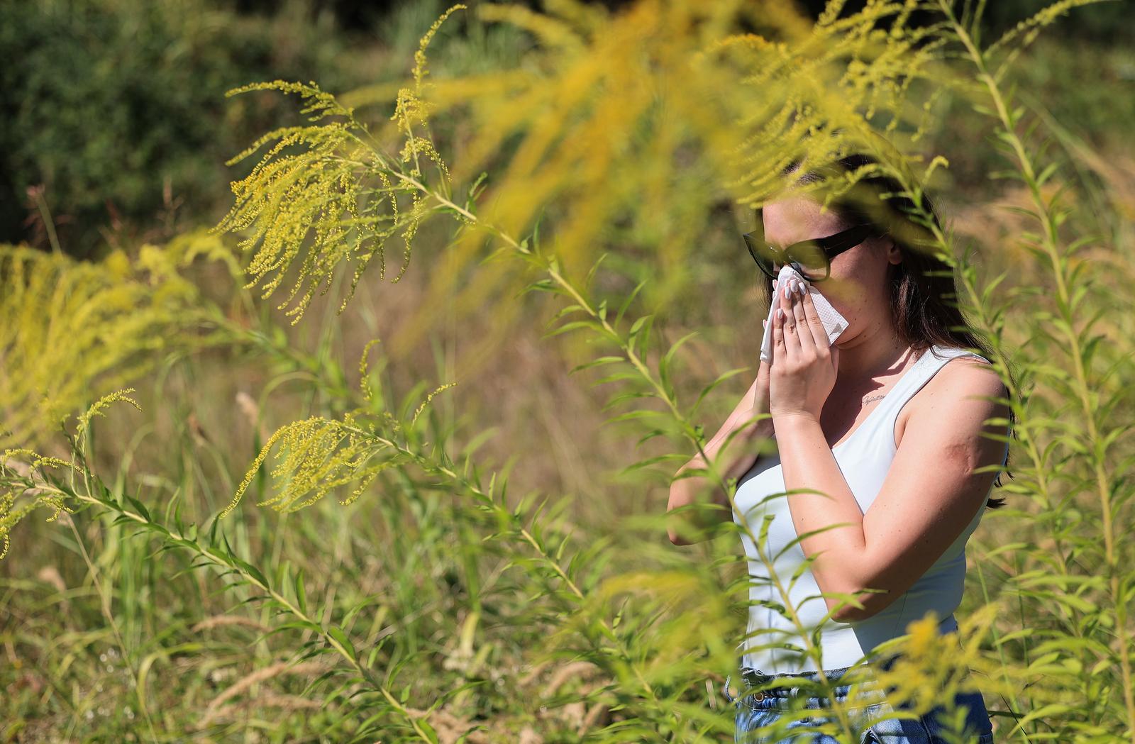 13.08.2024., Samobor - Pocinje sezona ambrozije i alergija, a zapustene parcele su idealno mjesto za neometan rast ambrozije. Photo: Marko Prpic/PIXSELL