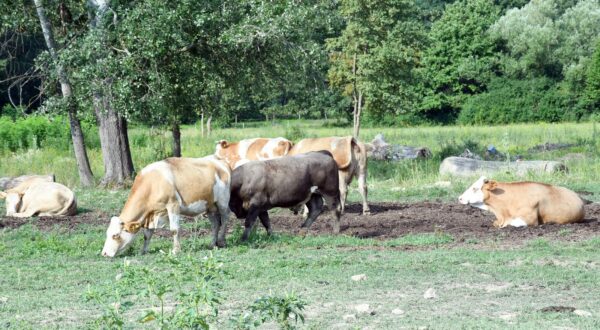 16.07.2022., Osekovo - Prema nesluzbenim podacima do sada je od bedrenice uginulo vise od stotinu krava koje se nakon izbijanja bolesti nalaze na slobodnoj ispasi na pasnjacima Lonjskog polja. Photo: Nikola Cutuk/PIXSELL
