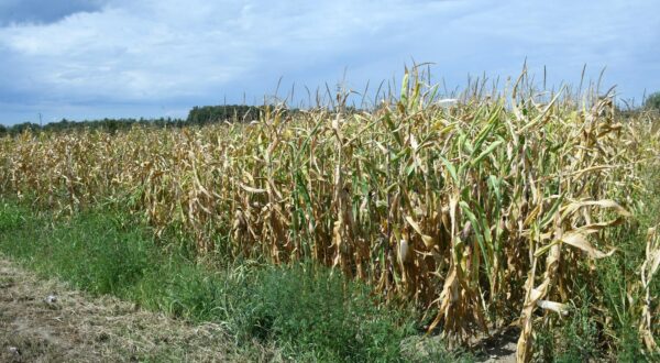 16.08.2022.,Sela - Dugotrajna susa utjecat ostavit ce posljedice na urod kukuruza. 
 Photo: Nikola Cutuk/PIXSELL