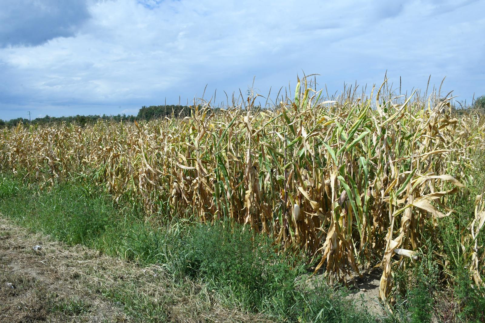 16.08.2022.,Sela - Dugotrajna susa utjecat ostavit ce posljedice na urod kukuruza. 
 Photo: Nikola Cutuk/PIXSELL