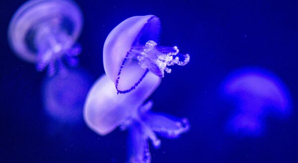 PRODUCTION - 02 January 2024, Mecklenburg-Western Pomerania, Rostock: Lung jellyfish swim in an aquarium in the Darwineum at Rostock Zoo. The largest zoo on the German Baltic coast, which celebrates its 125th anniversary in 2024, has over 4,500 animals of around 450 species. The first zookeeper of what would later become Rostock Zoo had his first day of work on January 4, 1899. Photo: Jens Büttner/dpa Photo: Jens Büttner/DPA