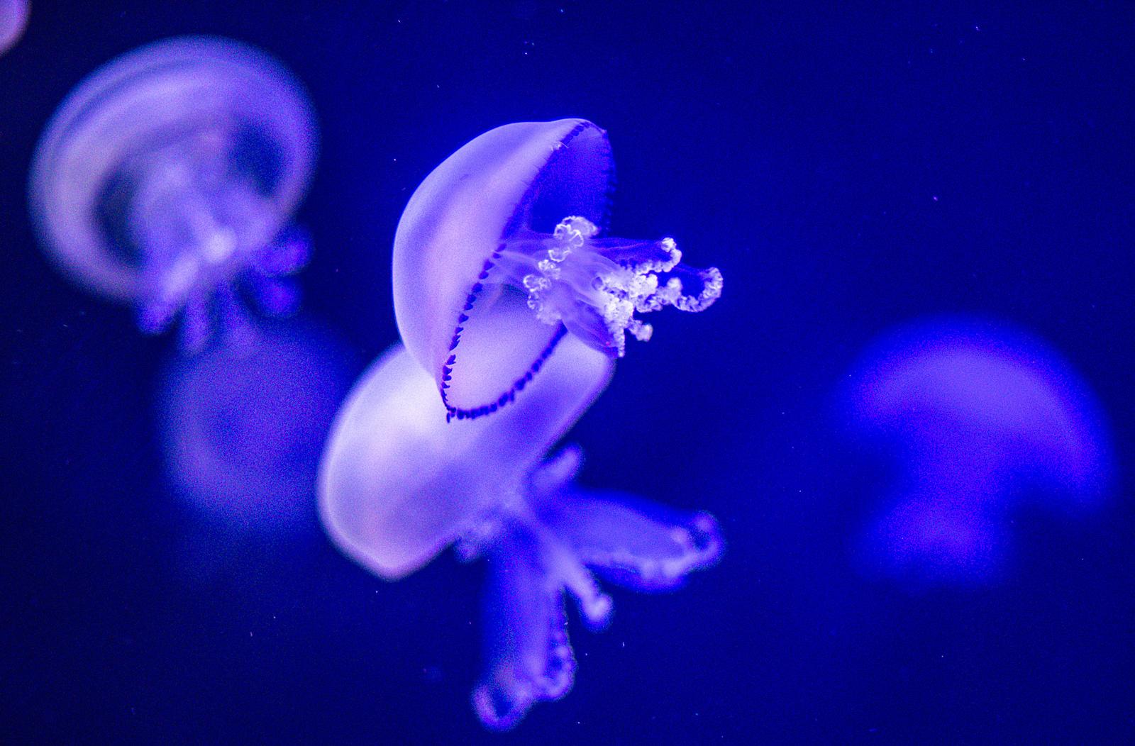 PRODUCTION - 02 January 2024, Mecklenburg-Western Pomerania, Rostock: Lung jellyfish swim in an aquarium in the Darwineum at Rostock Zoo. The largest zoo on the German Baltic coast, which celebrates its 125th anniversary in 2024, has over 4,500 animals of around 450 species. The first zookeeper of what would later become Rostock Zoo had his first day of work on January 4, 1899. Photo: Jens Büttner/dpa Photo: Jens Büttner/DPA