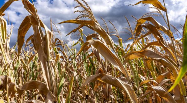 Maisfeld vertrocknet und nur niedrig gewachsen, kleine Maiskolben, durch die Sommer Trockenheit, Dürre, östlich von Weisweiler, NRW, Deutschland trockenes Maisfeld *** Corn field dried up and only low grown, small corn cobs, due to the summer drought, drought, east of Weisweiler, NRW, Germany dry corn field Photo: IMAGO/Jochen Tack/IMAGOSTOCK&PEOPLE