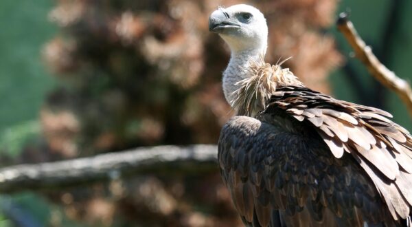 01.08.2017., Zagreb - Zbog visokih temperatura zraka, stanovnici ZOO vrta za osvjezenje dobivaju ledene poslastice ili tusiranje vodom.rPhoto: Borna Filic/PIXSELL