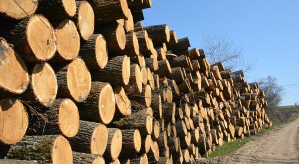 Trapari: Sječa stogodišnje šume pokraj mjesta Trapari 02.04.2019., Trapari - Stogodisnja suma pokraj mjesta Trapari u Pozesko-slavonskoj zupaniji, u kojoj su pojedina stabla hrasta rasla i preko 150 godina, nestala je u nedavnoj akciji sumskih radnika i teske mehanizacije. Nakon "totalke" u reziji Hrvatskih suma oboreni trupci uz rub ceste cekaju izvoz. Na mjestu dogadjaja nakon sjece vidljiva je golema devastacija stanista biljnog i zivotinjskog svijeta i neprepoznatljiv, gotovo apokalipticni izgled prirodnog okolisa tog donedavno prelijepog sumovitog kraja Zlatne doline. rPhoto: Ivica Galovic/PIXSELL